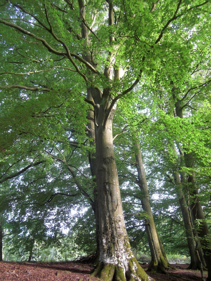 European_beech_(Fagus_sylvatica)_in_Humlamaden_1516