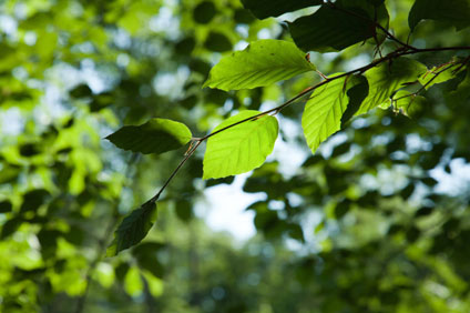 SlideshowBeechLeaves